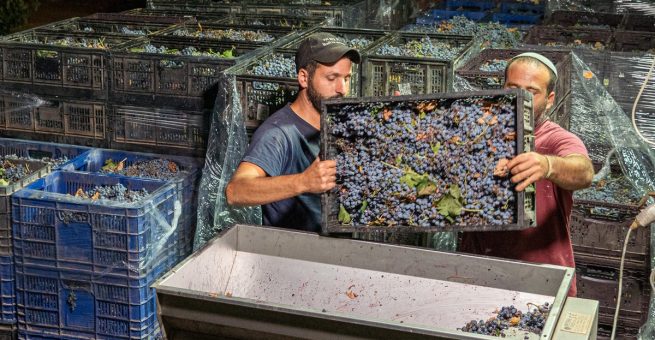Arbeiter auf einem Weingut der Siedlung Beit El.
